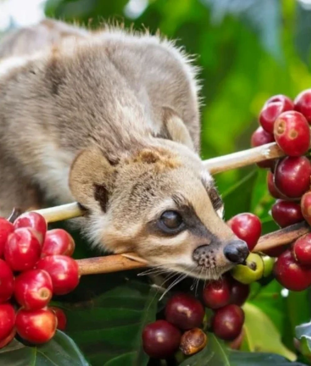 Indonésie - Kopi Luwak