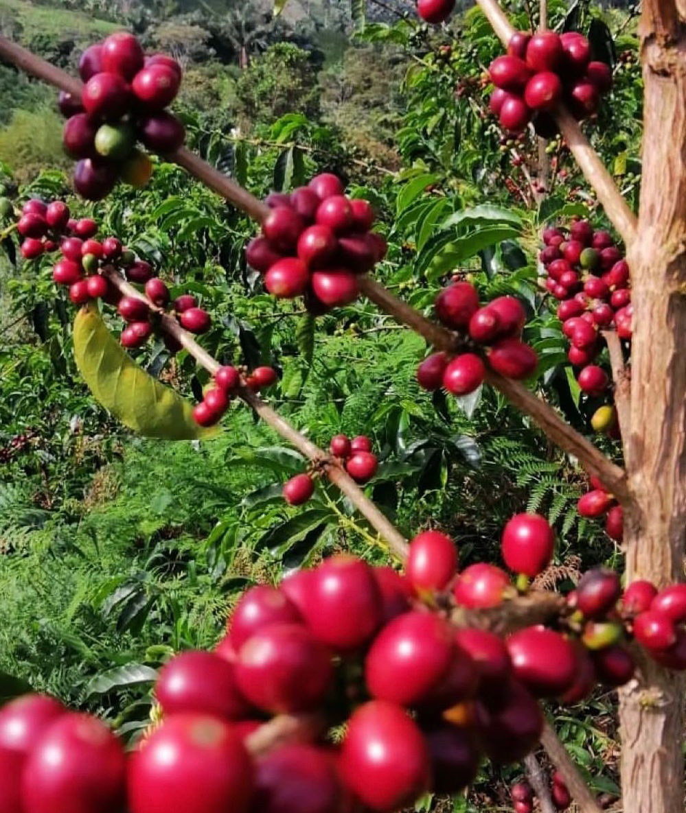 Colombia - Geisha